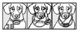Características del collar de adiestramiento para perros Petrainer (14)
